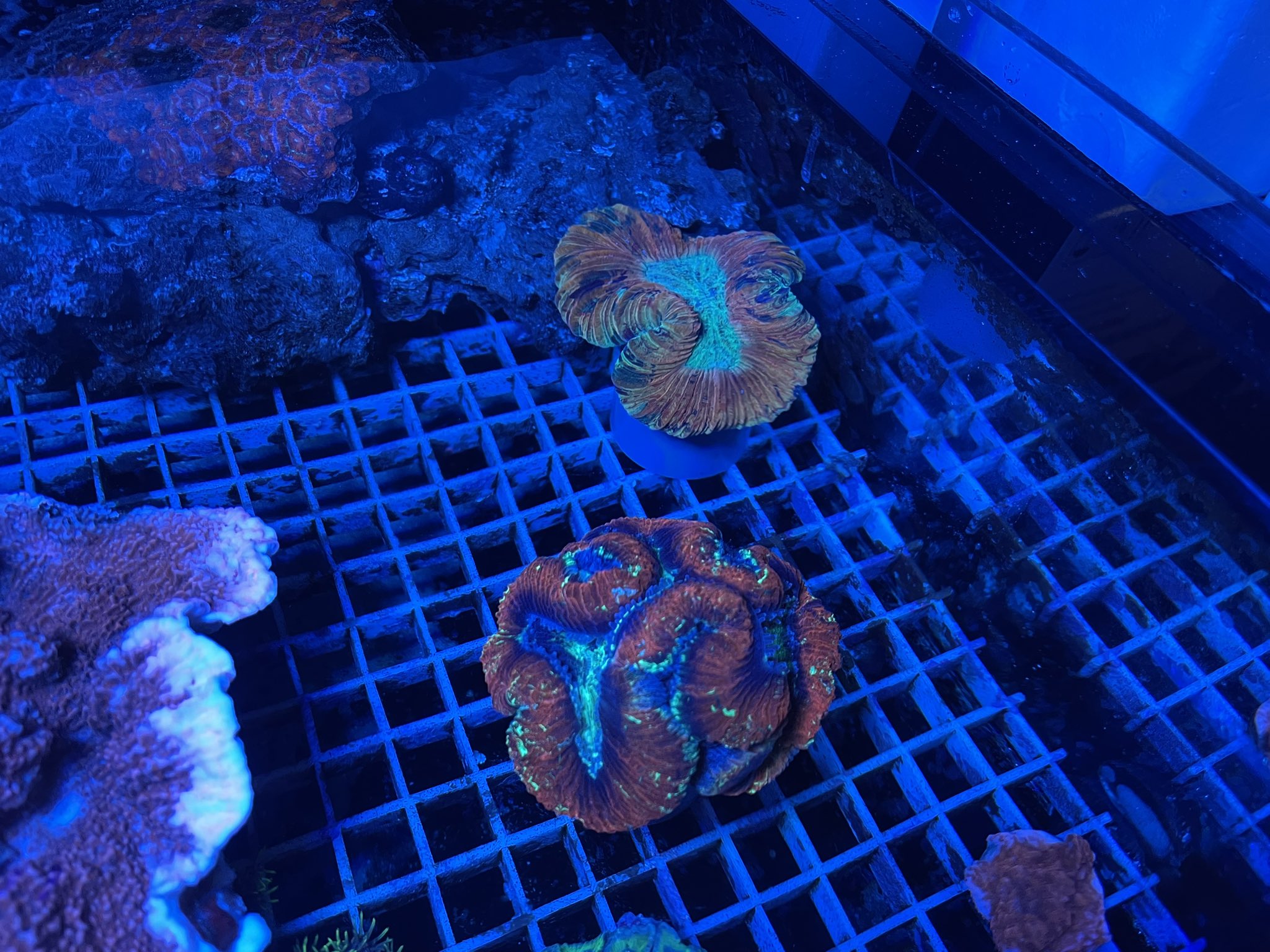 ナンヨウハギとスターポリプ ナンヨウハギとスターポリプ