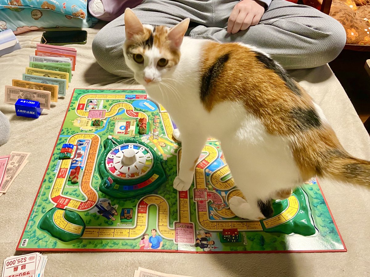 sabachikubi's tweet photo. 家族みんなの人生をメチャクチャにしていたあの子猫。大きくなった現在も家族の人生を引っ掻き回している。 https://t.co/pJQvhmZSYN