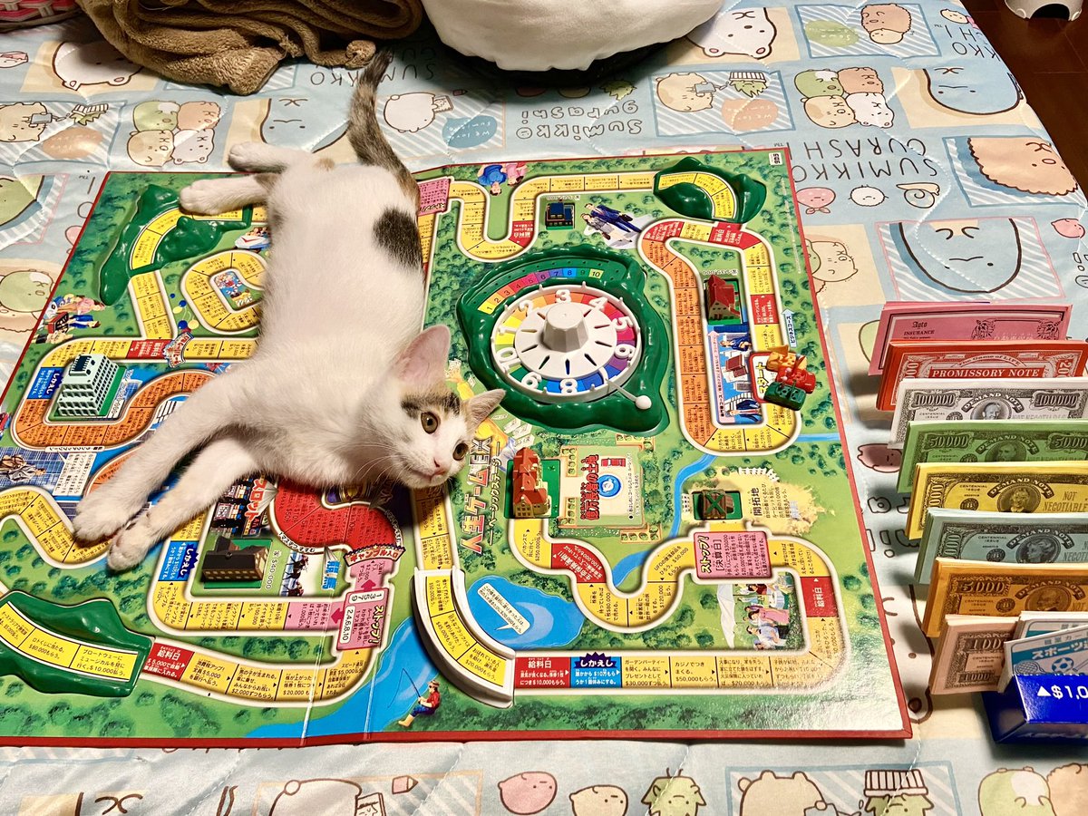 sabachikubi's tweet photo. 家族みんなの人生をメチャクチャにしていたあの子猫。大きくなった現在も家族の人生を引っ掻き回している。 https://t.co/pJQvhmZSYN