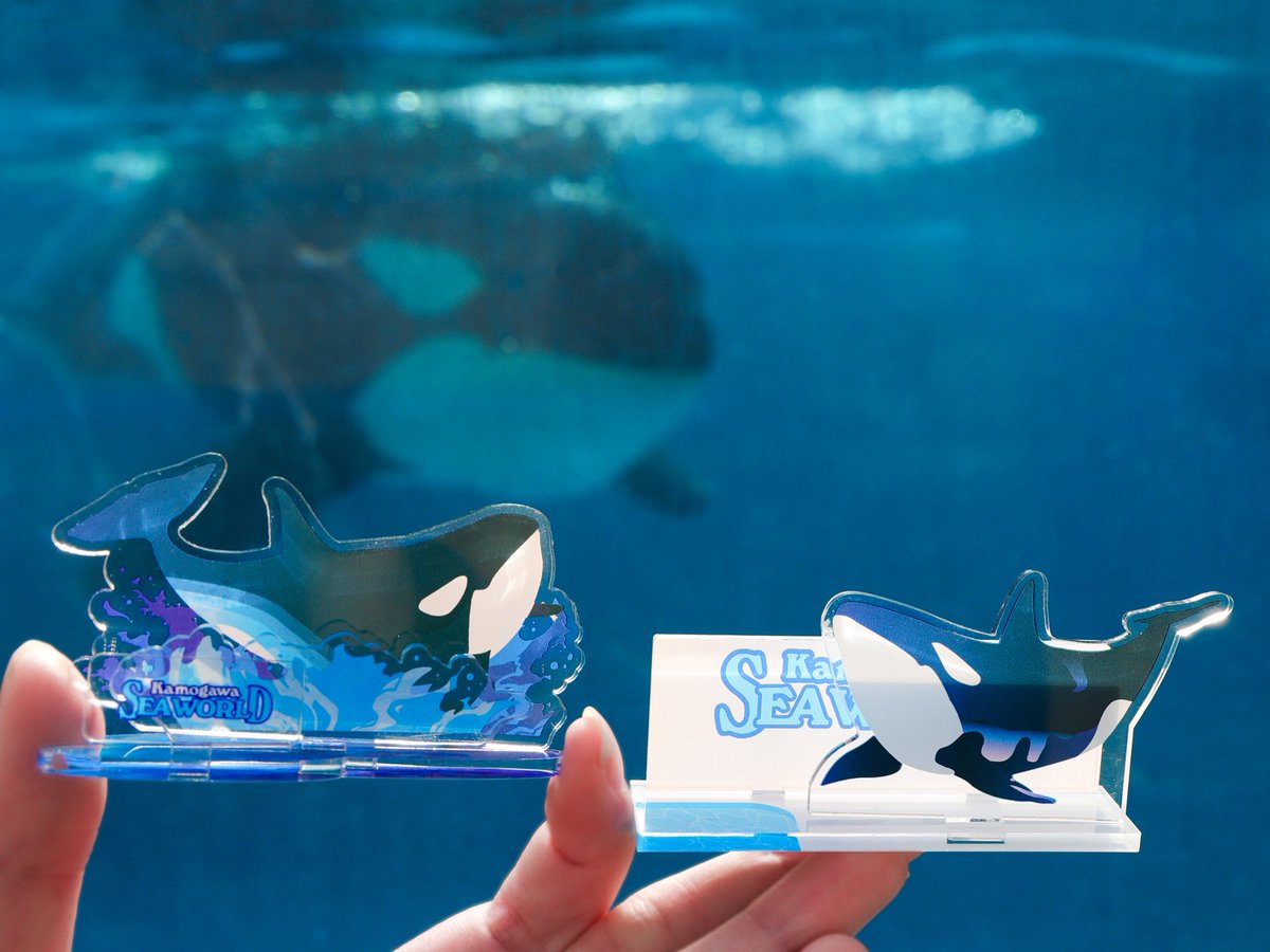 シャチ推し必携！！鴨川シーワールドオリジナルアクリルスタンドをご