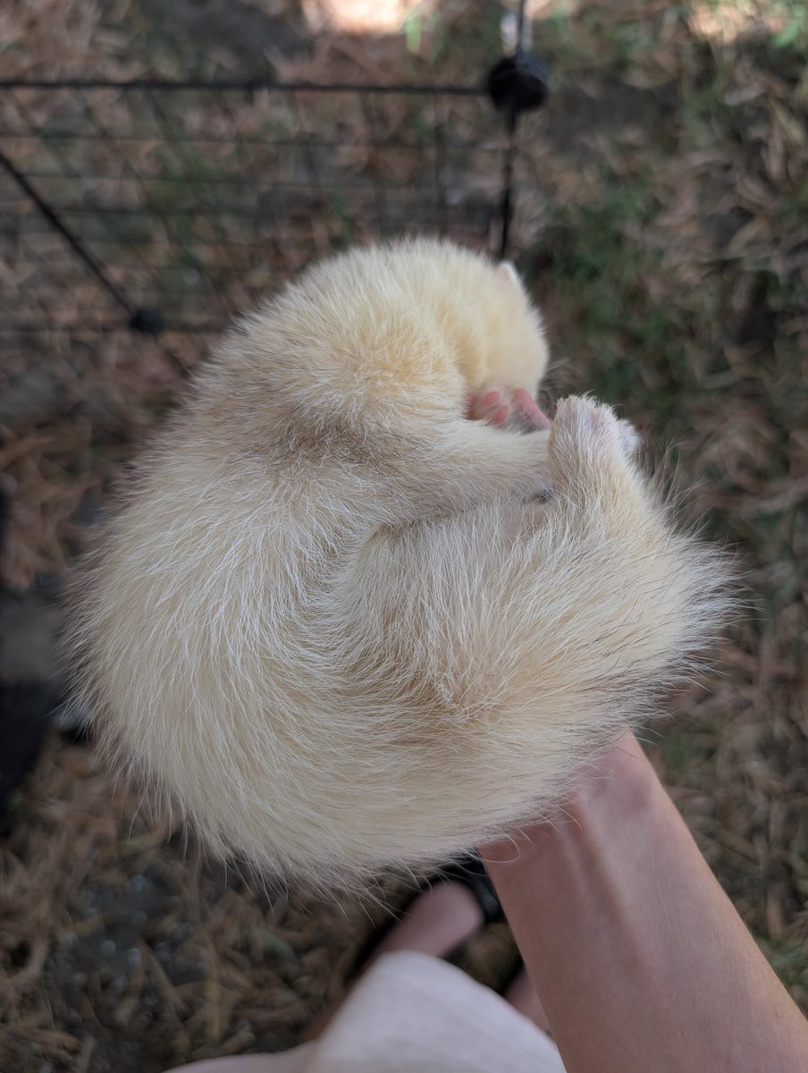 hello xie lian, eepy babie