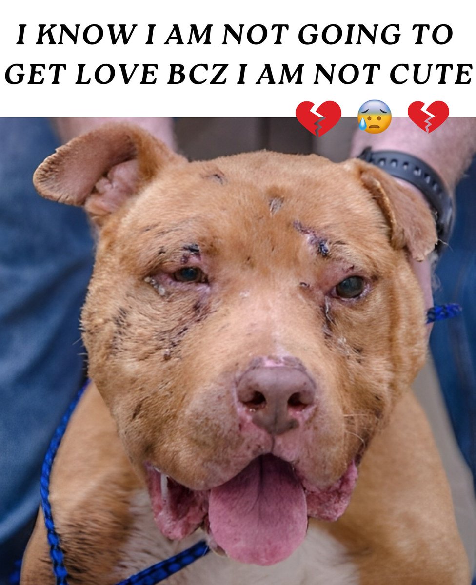 Beyond The Leash (@beyond_theleash) on Twitter photo 
