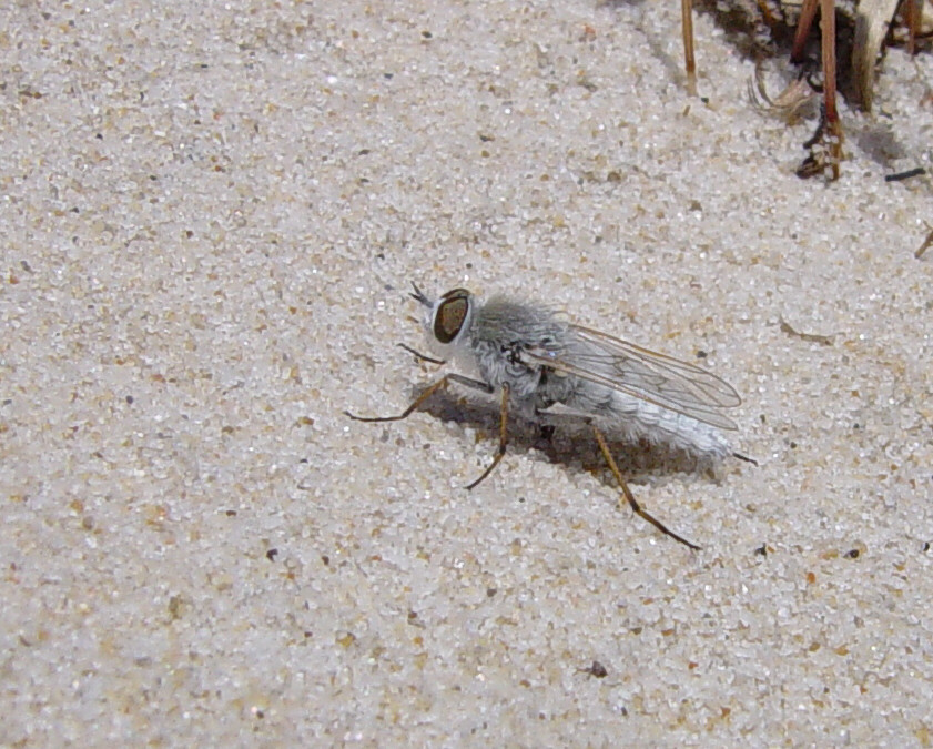 SISF_2025's tweet image. This sparklingly silver stiletto fly is Acrosathe annulata. It usually lives on sand dunes at the coast. There is however a population of this usually coastal fly right in the middle of England, in south Staffordshire.