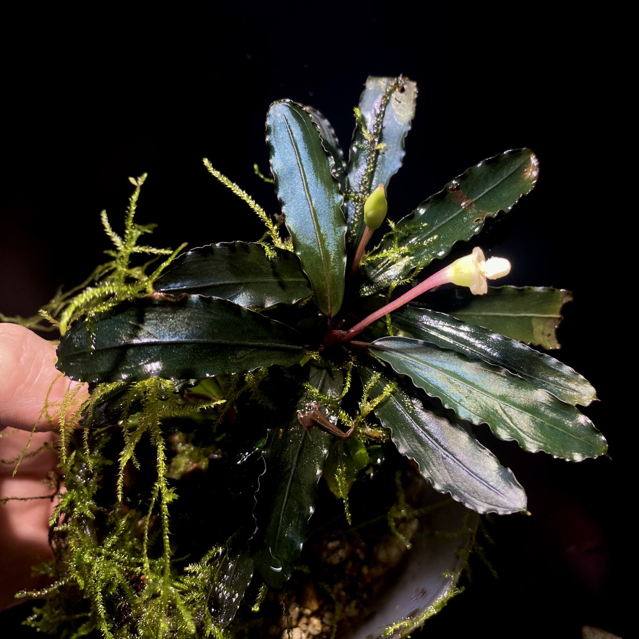 Bucephalandra sp. Varigata 小枝がたくさんある茂み