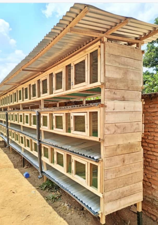 Rocsta_farm's tweet photo. A rabbit house is known as a RABBIT HUTCH, which is a cage or small structure designed for keeping domestic rabbits.
Simple #Rabbithutch automated urine collectors. ๐ Rate this structure
.
.
Comment, Like & Repost.
Follow @Rocsta_farm for daily farming Tips.
#farmexplore https://t.co/4zTbYMszNh