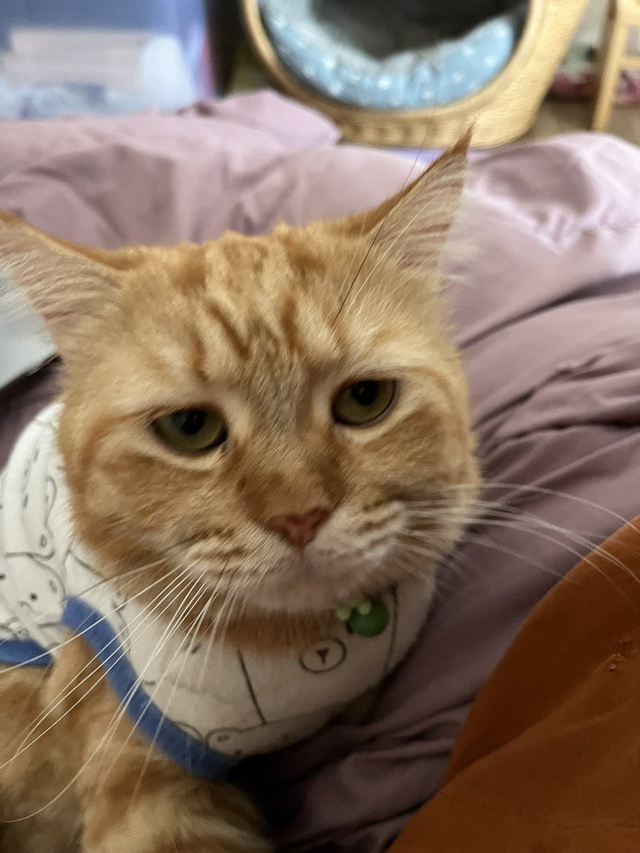 Bermain tebak gambar, clue: hewan

👦 *menggambar absurd* *warna abu*
👧 huh??? Apa ini?? Hewan apa yg absurd dan warna abu??

Waktu habis

👧 Apa jawabannya?
👦 Udang
👧 kok udang warna abu? 
👦 itu gambar batu, kan ada udang dibalik batu 
👧 🤯🤯🤯😤😤😭😭