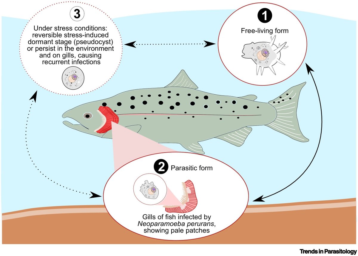 Trends in Parasitology (@trendsparasitol) on Twitter photo Parasite of the Month: #Neoparamoeba #perurans, the most significant amphizoic #amoeba in #marine #aquaculture causing #amoebic #gill disease #AGD in economically valuable #fish species, authored by <a href="/MartiLisnerova/">Martina Lisnerová</a> Hana Pecková & <a href="/IvanFiala7/">Ivan Fiala</a> <a href="/BiologyCentre/">Biology Centre CAS</a>
authors.elsevier.com/a/1kRPm_XTJP8L… Parasite of the Month: #Neoparamoeba #perurans, the most significant amphizoic #amoeba in #marine #aquaculture causing #amoebic #gill disease #AGD in economically valuable #fish species, authored by <a href="/MartiLisnerova/">Martina Lisnerová</a> Hana Pecková & <a href="/IvanFiala7/">Ivan Fiala</a> <a href="/BiologyCentre/">Biology Centre CAS</a>
authors.elsevier.com/a/1kRPm_XTJP8L…