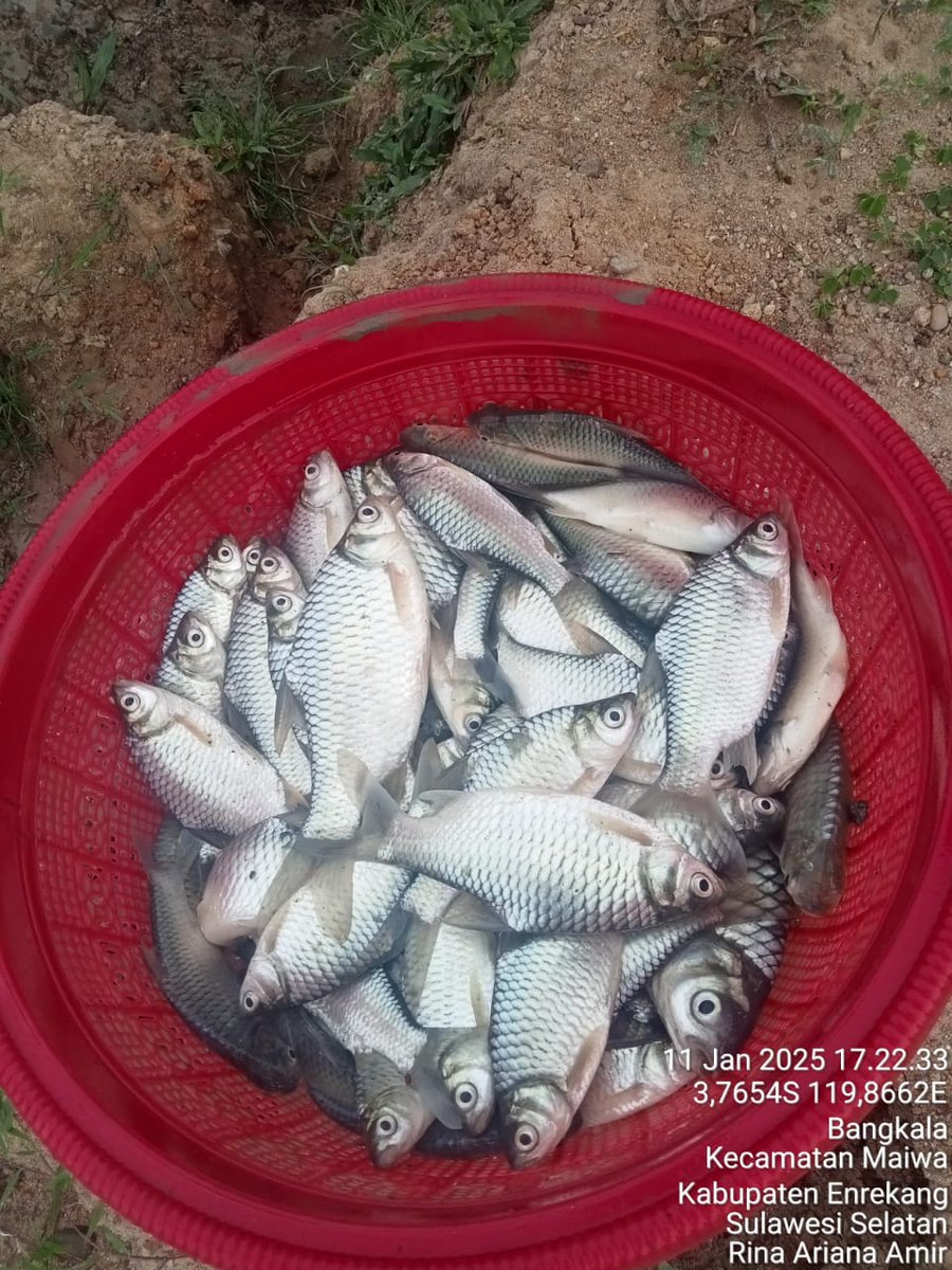 rhyna_amir's tweet photo. Sabtu, 11/1/25,Rina Ariana Amir,Luhkan Enrekang laporkan panen ikan tawes pelaku usaha (Pak Saiful) di Kel. Bangkala Kec. Maiwa 32 Kg, Size campur, Harga 8rb/kg
#Luhlapor #produksi #panen
#GiatLuhkanSatminkalMaros
@BRPBAP3_Maros
@pusluh_bppsdm https://t.co/wbQ4UzZCrg
