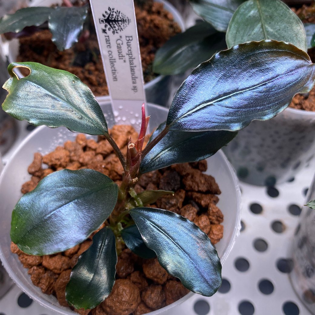 Bucephalandra sp. 