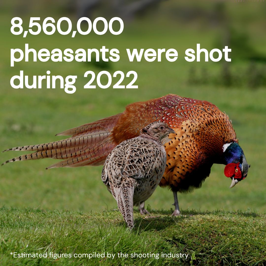 LeagueACS's tweet photo. More than eight million pheasants were shot during 2022.

This shocking figure comes from The Value of Shooting report, commissioned by the shooting industry itself.  

Help us stop this cruelty. Join our campaign to end cage breeding: https://t.co/Hqc4DI5MtO  

#EndCageBreeding https://t.co/FaToTrZvs5