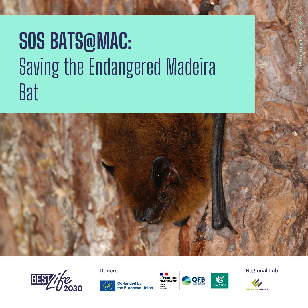 Consulta_Europa's tweet photo. SOS BATS@MAC by @Madeira_f_f aims to save the critically endangered Madeira bat across Macaronesia by gathering data, taking action, &amp; creating a regional protection plan.

🔗Discover more: https://t.co/POHvj43HJT https://t.co/7Br1rffVgL