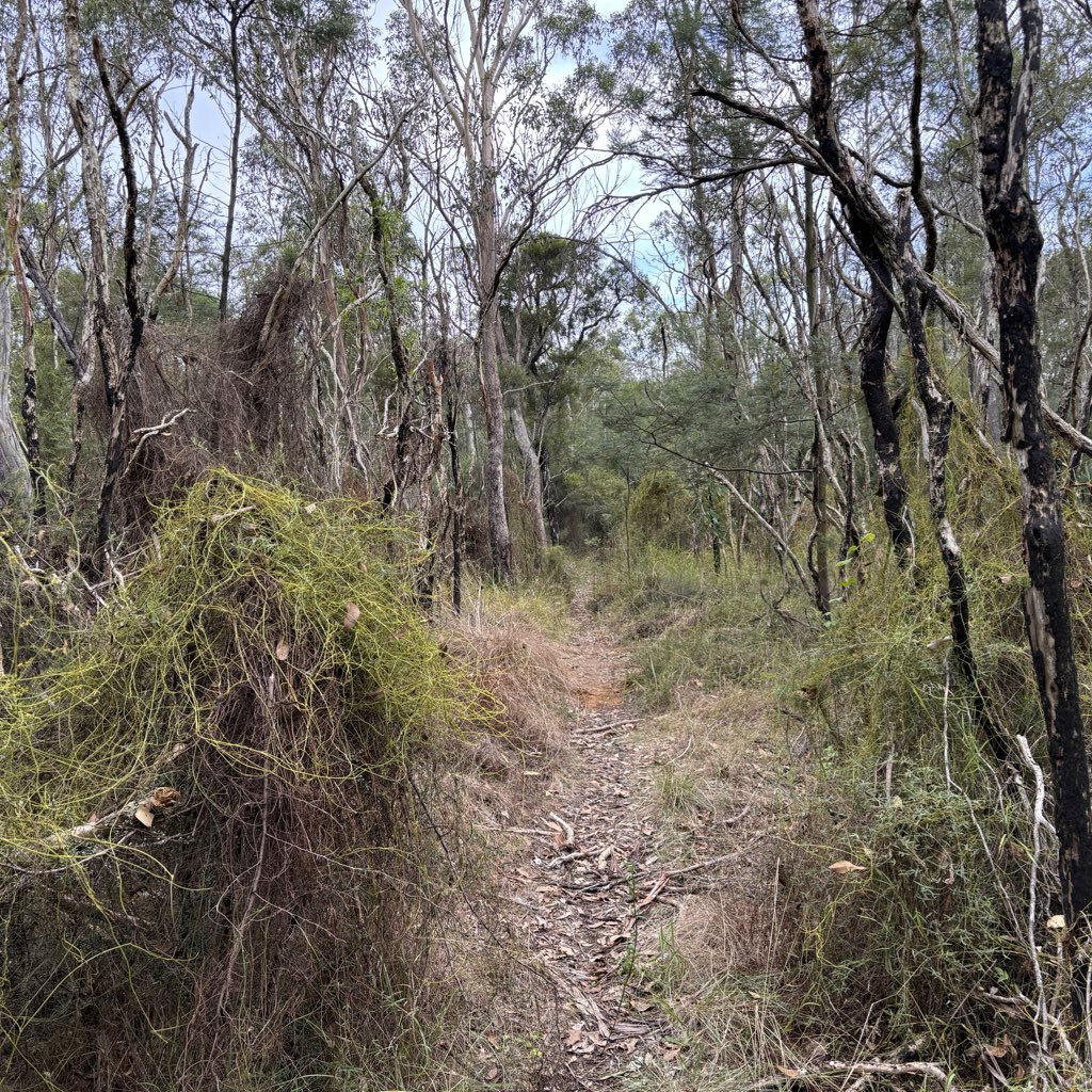 Mozziebites's tweet photo. It’s been a while since I’ve visited this site in Hammondville. During the 2019-2020 summer, this site was completely burnt out (many black trunks remain). Back then, we found mosquito eggs survived the fire and hatched shortly after when tides flooded the site! https://t.co/0SPkXGR2gJ