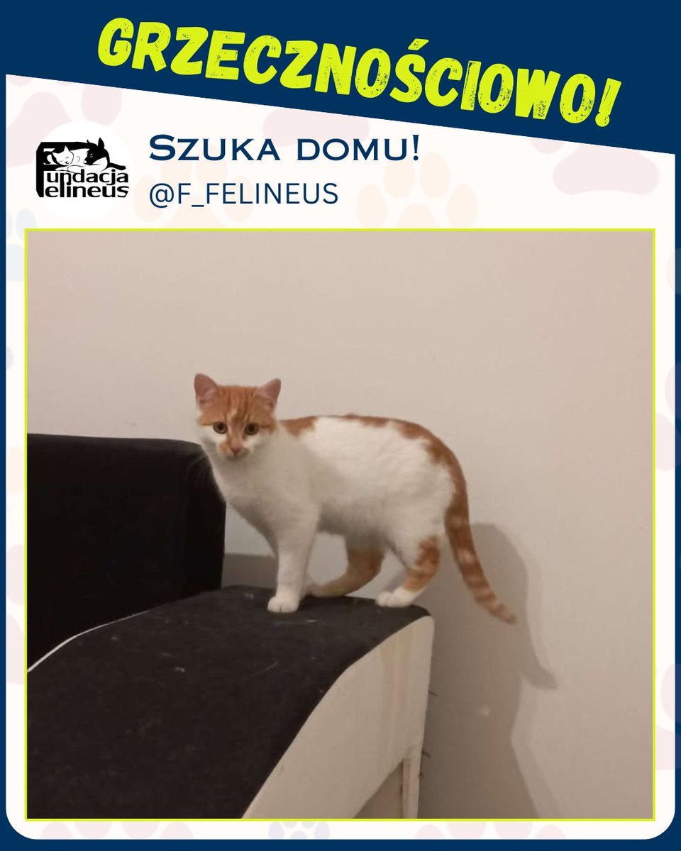 GRZECZNOŚCIOWO

Rodzeństwo, ok. 5 miesięczne kociaki szukają kochających domów. Ocalone przed zimą z ulicy, powoli przyzwyczajają się do człowieka. Pomóż im, pokochaj, adoptuj 🏠🐱
Kotki znajdują się obecnie na Wysokiej (okolice Łańcuta) 
Jeśli ktoś byłby zainteresowany, prosimy