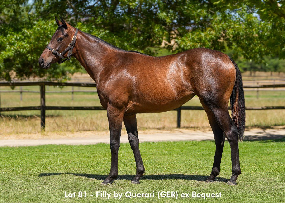 vaughankoster's tweet photo. CHEVELEY STUD presents as agent at the CRS Summer Sale Lot 81. A speedy looking Querari filly x Bequest. From the family of A Daughters Legacy and A Womens Way. https://t.co/Eel6IT46Cc https://t.co/YpLjVupIrI