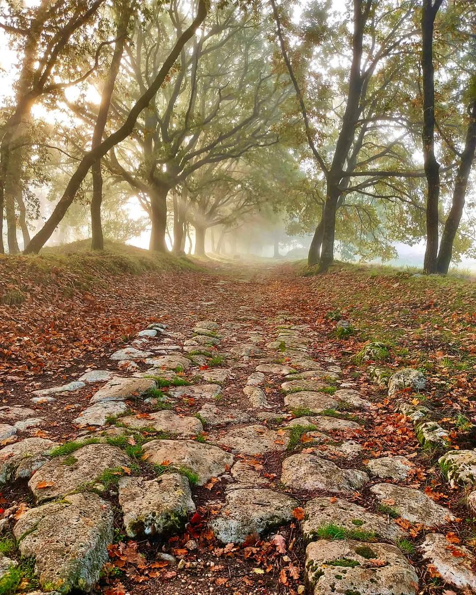 ArcheoCarsulae tweet media