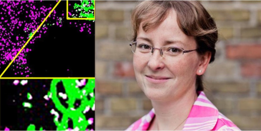 Nachgefragt: Dr. Sandra Maaß im Interview
biospektrum.de/artikel/nachge…

Copyright rechter Bildteil: Universität Greifswald