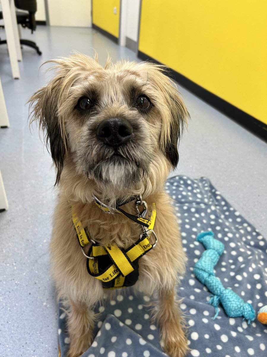 Ernie, Buddy and Benny are three wonderful gentlemen currently available for adoption! They are all over 4 years old and have plenty of energy and love to share with their new best friends 🥰 Check out their profiles on our website 👉 dogstrust.org.uk/rehoming/dogs?…
