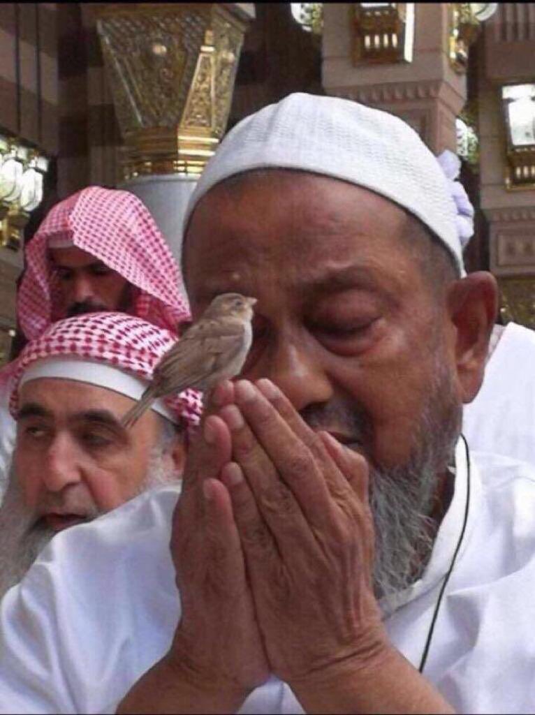 هبني جَناحاً كي أطيرَ مُحَلّقاً
في نورِ طيبةَ أيها العُصفورُ

للهِ درّكَ إذ وقفتَ بإصْبُعٍ
عند الشهادةِ بالخشوعِ يُشيرُ

يا ربّ صلِّ على الحبيبِ المصطفى
ما كانَ نجمٌ في السماءِ يُنيرُ