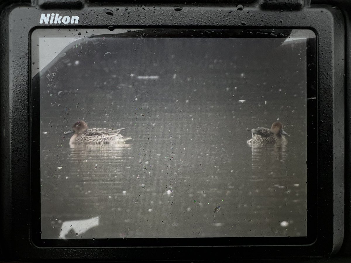 2 PINTAIL at Watermead in the mist this morning, but no sign of the Russian White-fronted Geese or male Goosander…

#bucksbirdnews #birding #nature #wildlife <a href="/CHILTERNSNATURE/">CHILTERNS NATURE</a> <a href="/bucksalert/">Bucks Bird Alert</a>