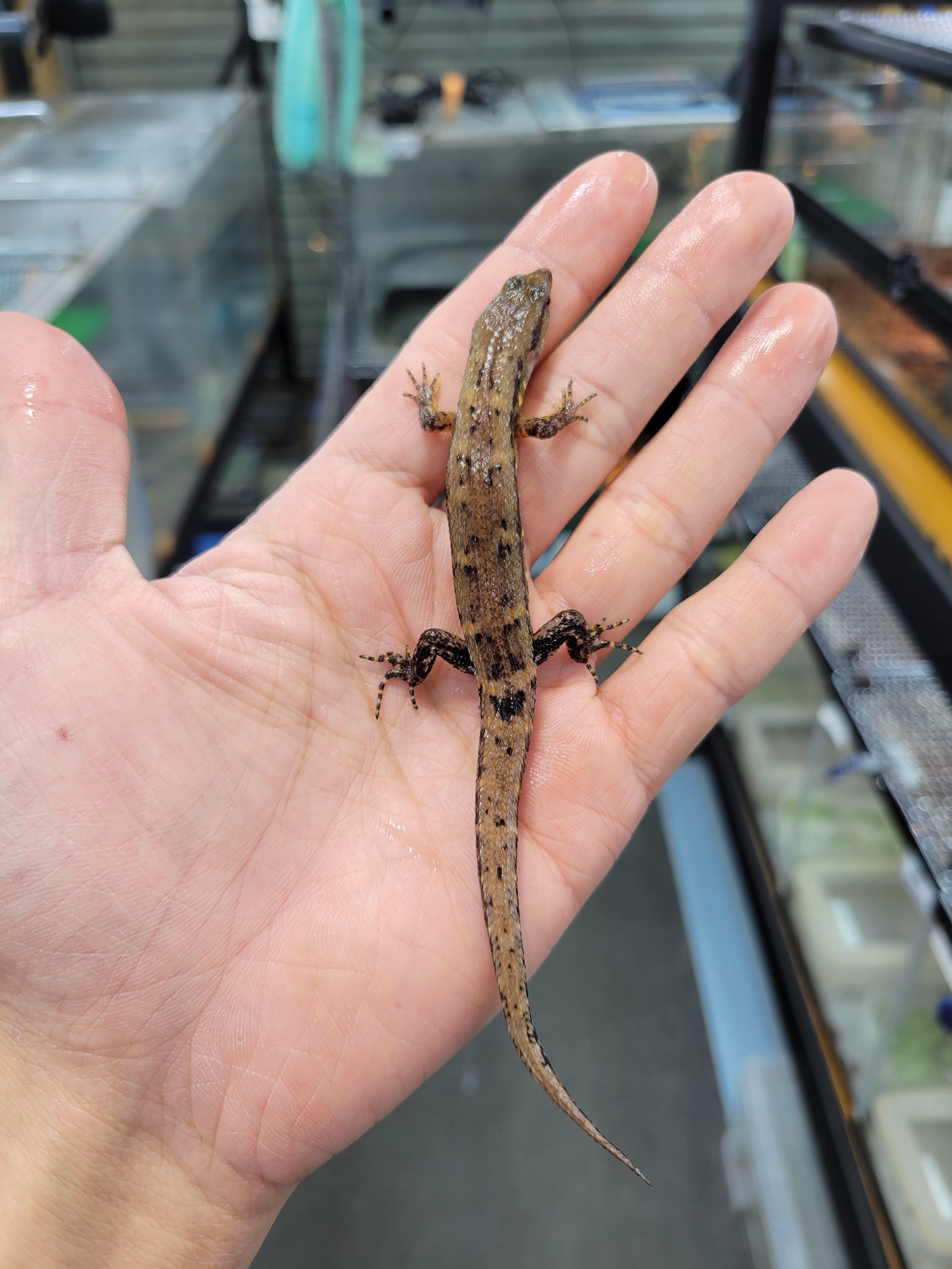 Reptile Shop LOJ on X: 