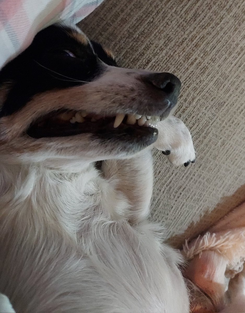 Sebbys_Mama's tweet image. I'd be so screwed. Olive would just beg the killer for pets 🤣