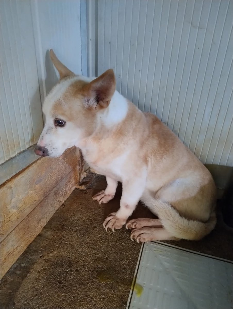 LUCY 💔 FEMMINA, NATA NEL 2020, TAGLIA PICCOLA, STERILIZZATA, abbandonata in canile... terrorizzata!
Non lasciate che marcisca in canile, aiutiamo questa piccolina a trovare uno stallo/adozione 🙏🙏🙏
Si trova in Calabria, può viaggiare in staffetta. Per adozione 
347-8798759