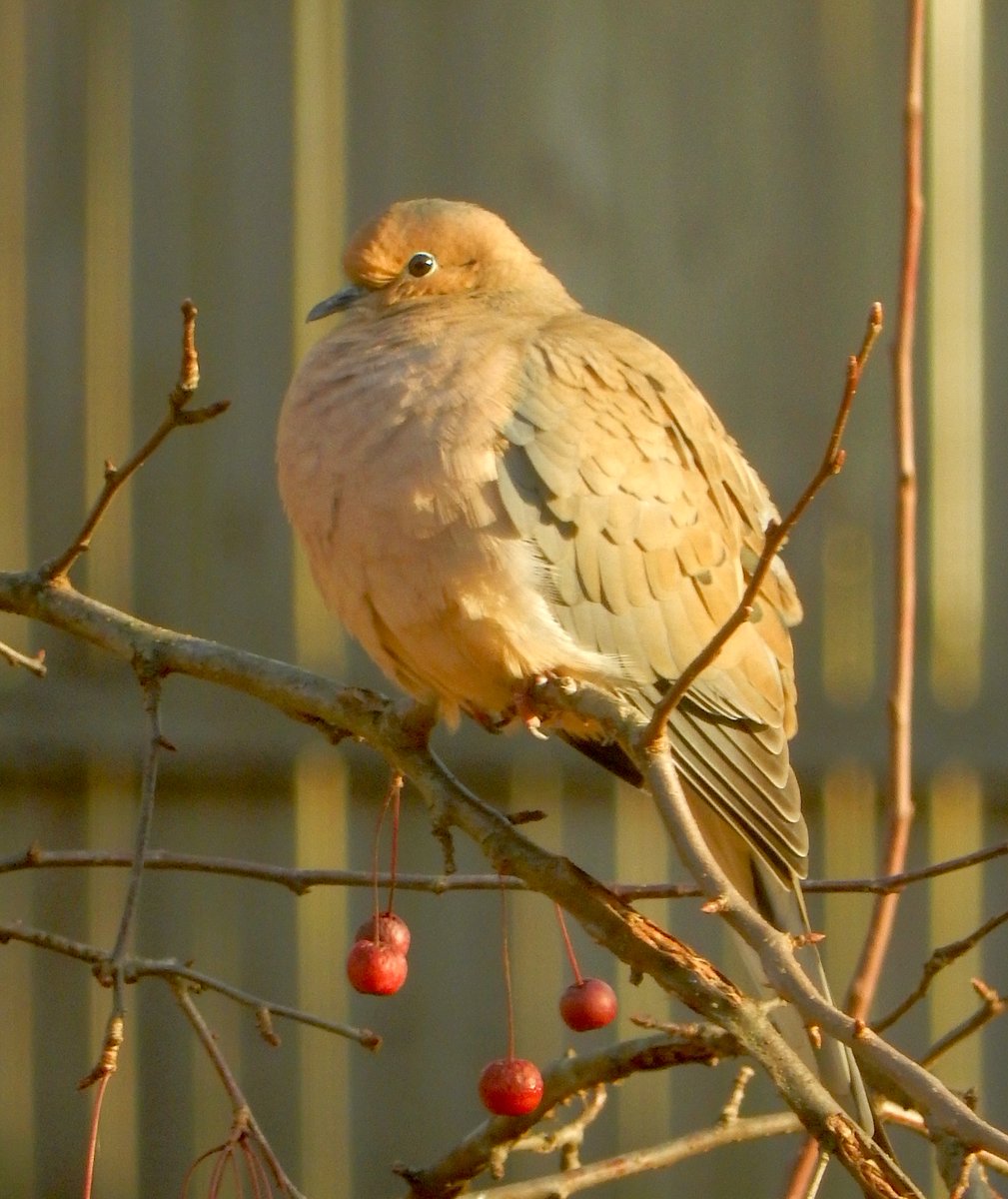 mardays1's tweet photo. Mourning dove https://t.co/fikYTWOg9p