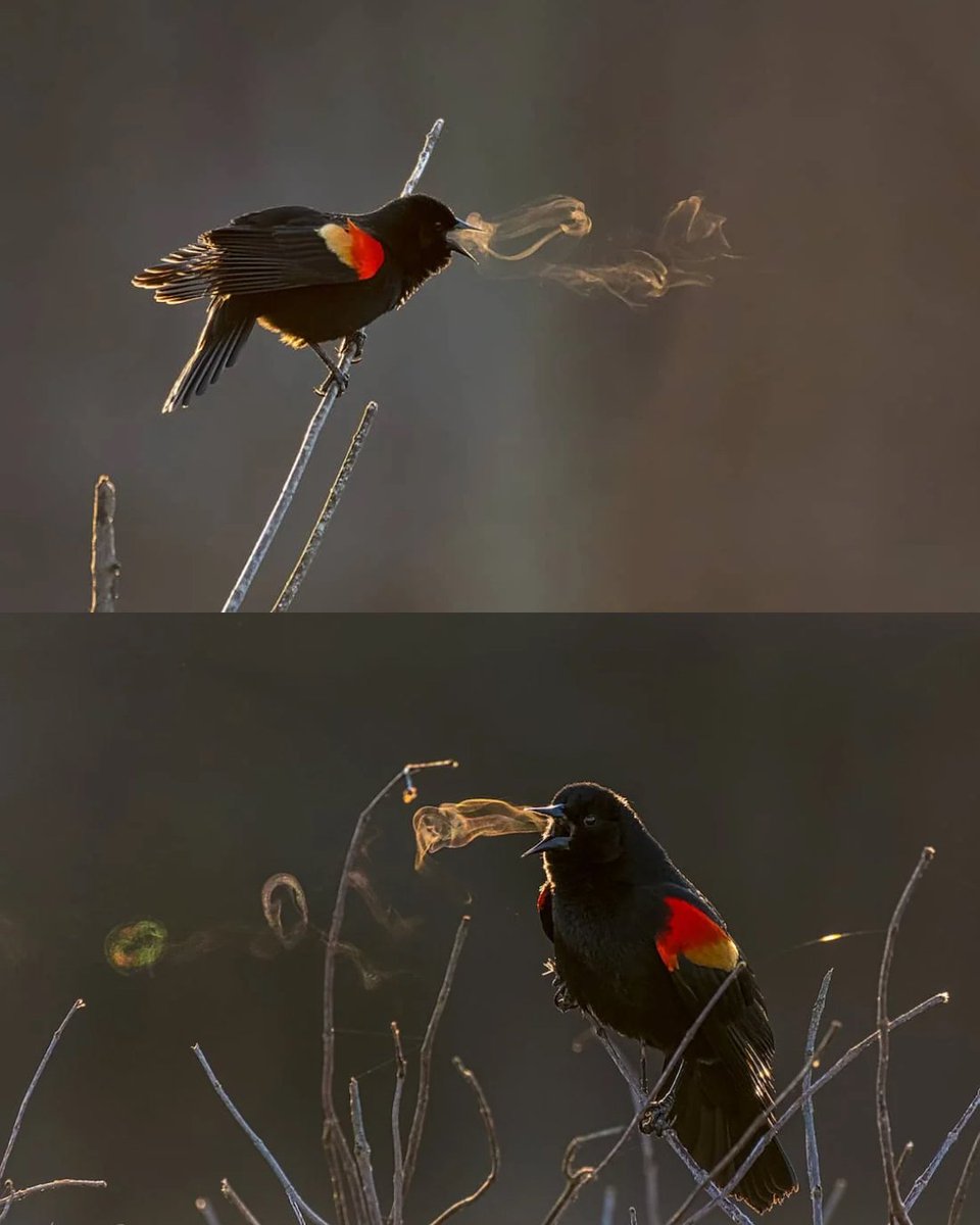 Vida selvagem em toda a sua beleza - um tópico🧵

1. Quando está frio o suficiente, é possível ver seu canto