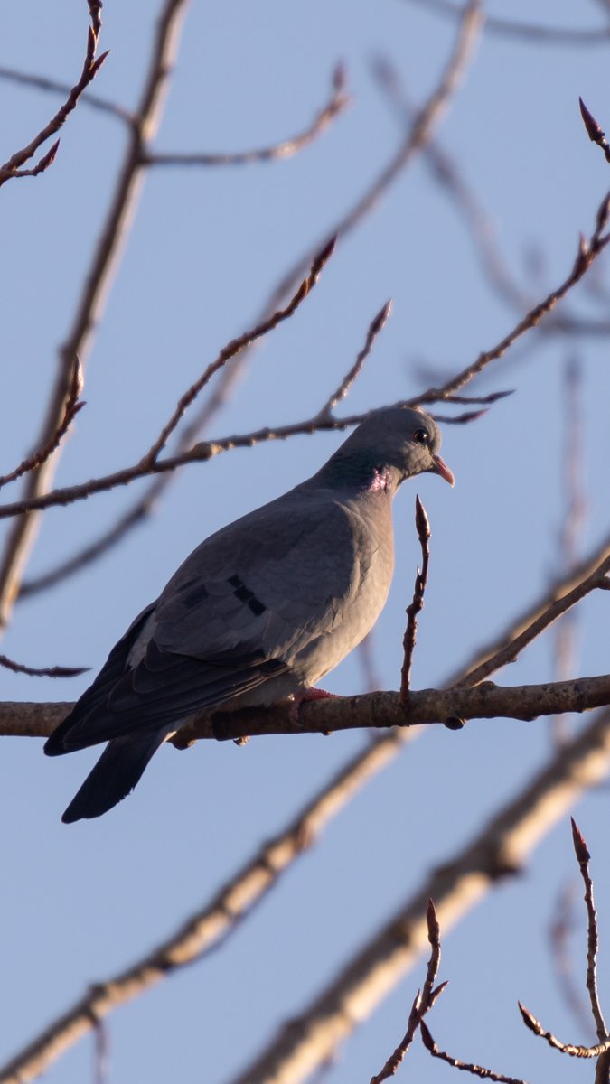 Apuesto a que solo una ínfima parte de los paseantes que se cruzan con ellas en el entorno de Fuentes Blancas de Burgos son conscientes de que estas son «otras» palomas. Las zuritas son tan discretas, que siempre parecen quedar en un segundo plano frente a torcaces y bravías.