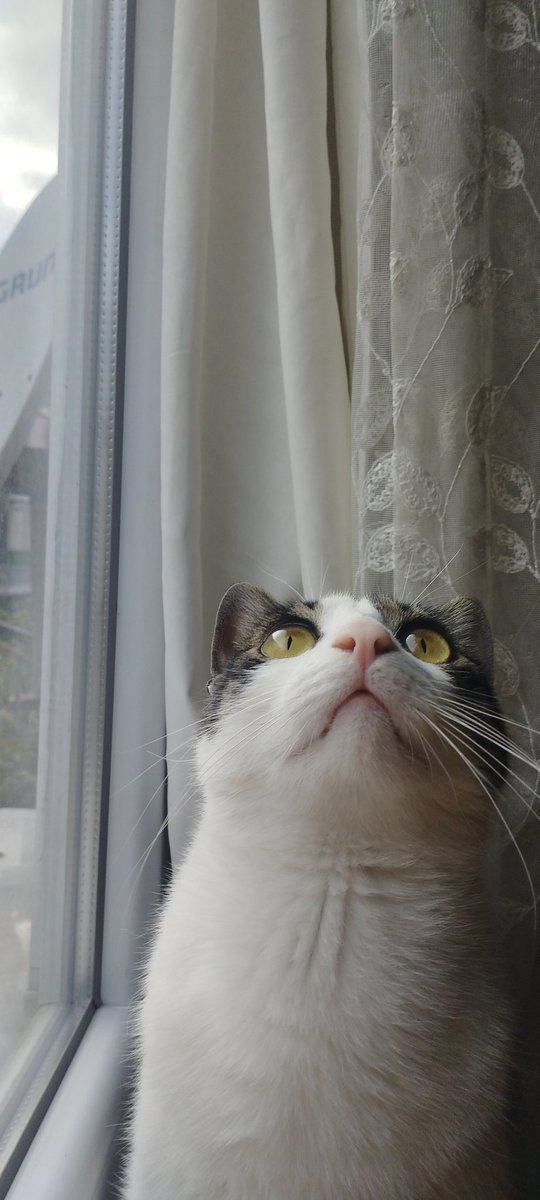 Yaş mamaya zam gelmesin Allah'ım Amin🐱
#cat
#kedi 
#hayvanlaralemi
#market