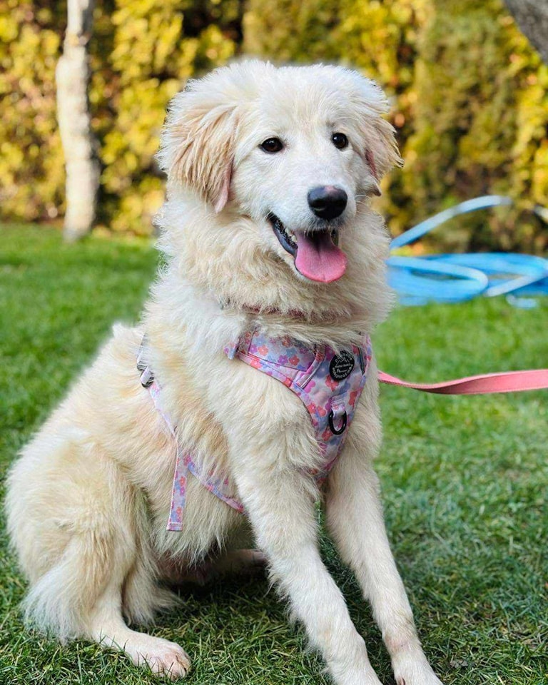 Theya is around 1 year old and a Retriever type possibly cross breed long white fur and also character wise she has the characteristics of a retriever - loyal, loving and born to please the people next to her.
pawpersintheruff.com/.../available-…
#Nottinghamshire #Ollerton #Worksop #Clowne