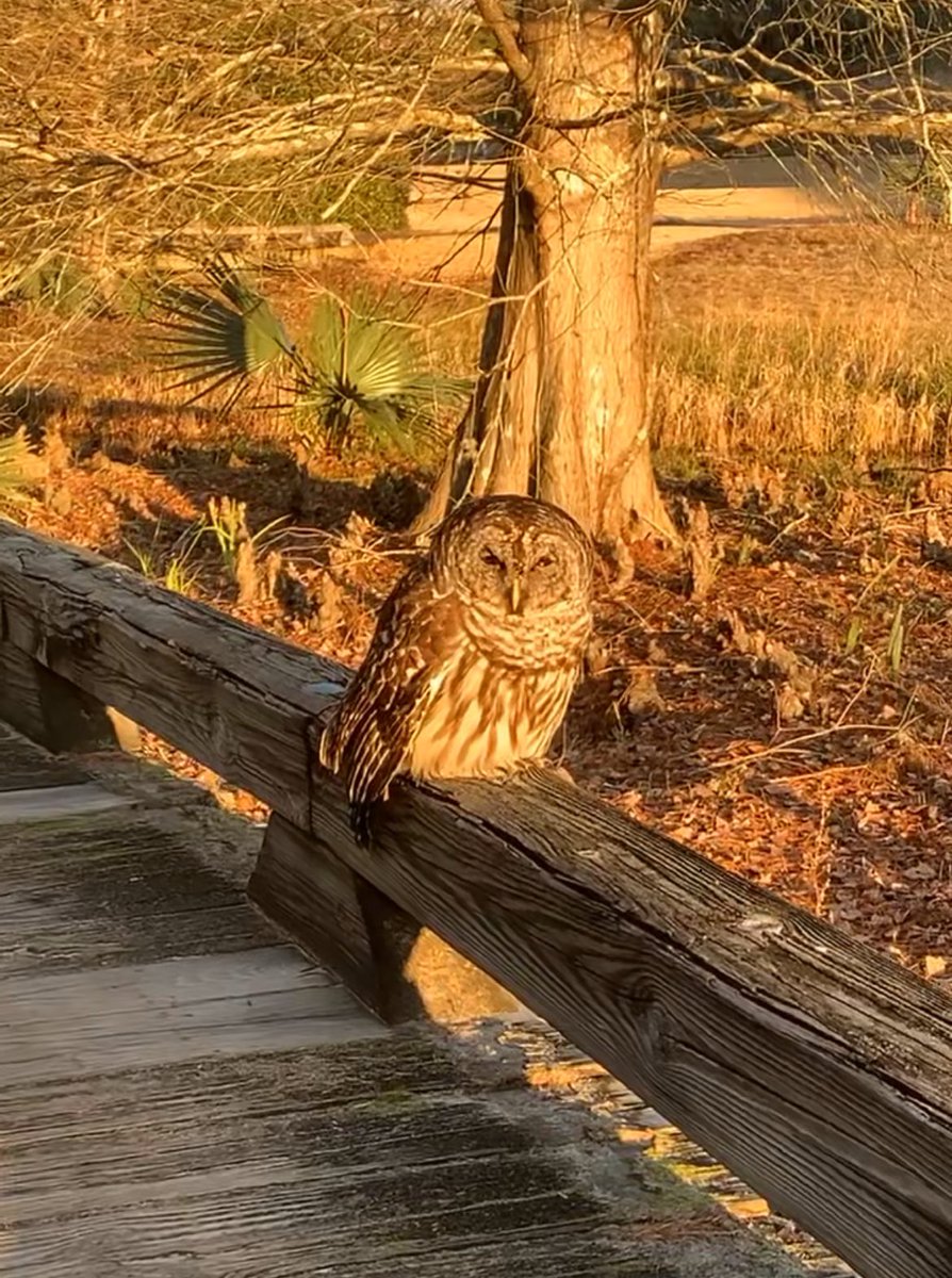 KThompGolf1's tweet image. If you don’t mind, I’m just trying to warm up a little bit. #truebluegolf #wildlife #hoot
