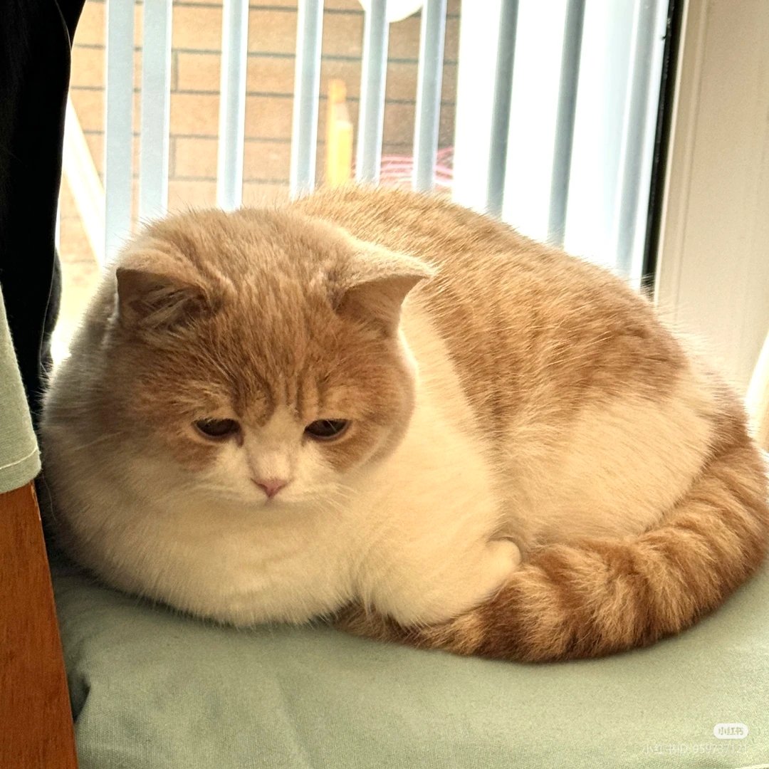 nocontextscats's tweet photo. 😿 https://t.co/pRmhxk7nne