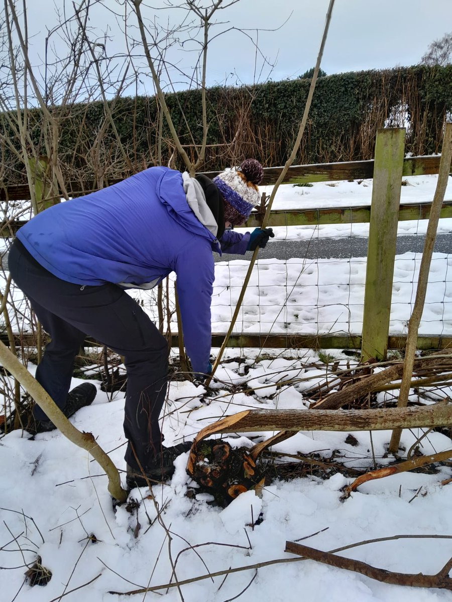 WildGroundNW's tweet photo. Hedgelaying at Spon Green 🌿 

Hedgelaying creates vital habitats and shelters to wildlife by cutting and bending stems of shrubs - a skill that has been practised for hundreds of years. https://t.co/6NQRt2iKja