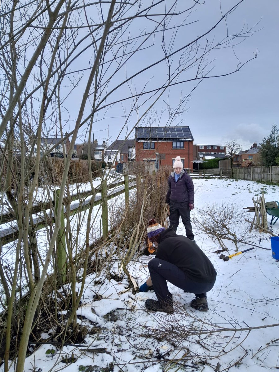 WildGroundNW's tweet photo. Hedgelaying at Spon Green 🌿 

Hedgelaying creates vital habitats and shelters to wildlife by cutting and bending stems of shrubs - a skill that has been practised for hundreds of years. https://t.co/6NQRt2iKja