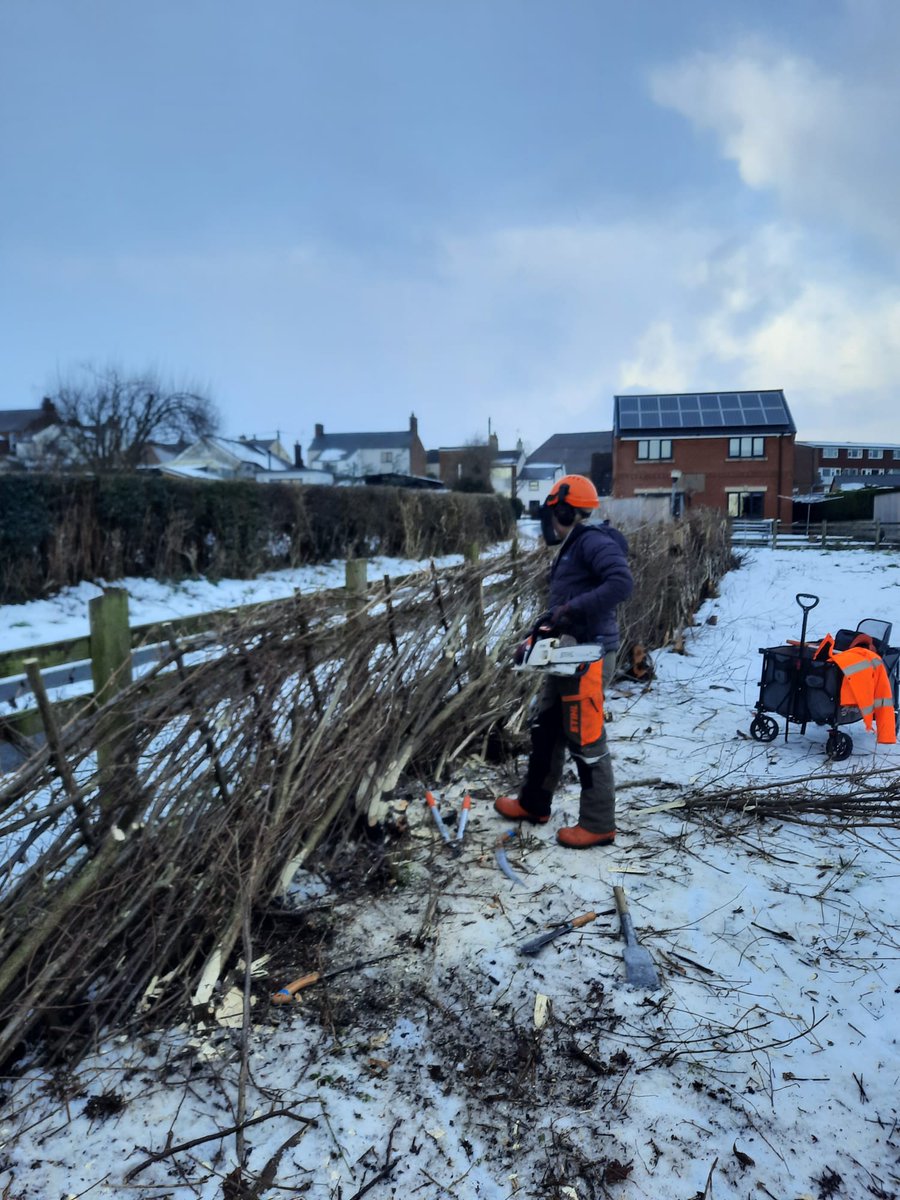Hedgelaying at Spon Green 🌿 

Hedgelaying creates vital habitats and shelters to wildlife by cutting and bending stems of shrubs - a skill that has been practised for hundreds of years.