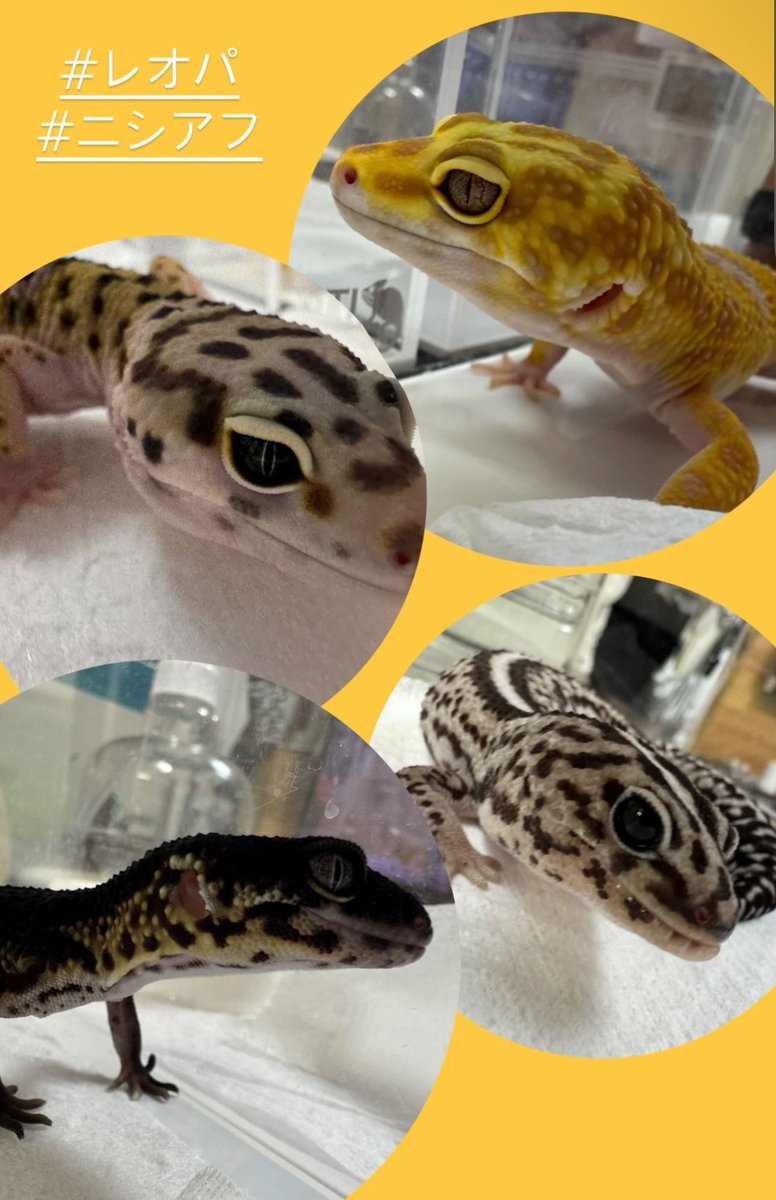 1230Sparkle's tweet photo. 我が家のニシアフとレオパ💚
どハマり中💭
よくインスタ（ストーリー）に載せてます🦎
来月の東レプで運命の出会いがあるといいなー🫶🏻
.
#ニシアフ
#レオパ
#爬虫類 https://t.co/X5gnTAVt7N