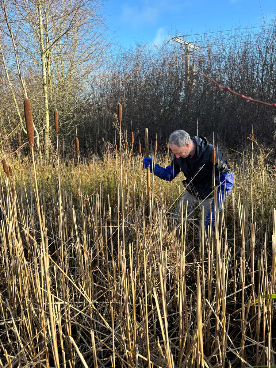 WildGroundNW's tweet photo. First session back at Trefnant, and the volunteers were straight into the ponds for some much needed maintenance 🌾

If you'd like to find out more about our volunteering opportunities, head over to our website! https://t.co/X0UaonT44j