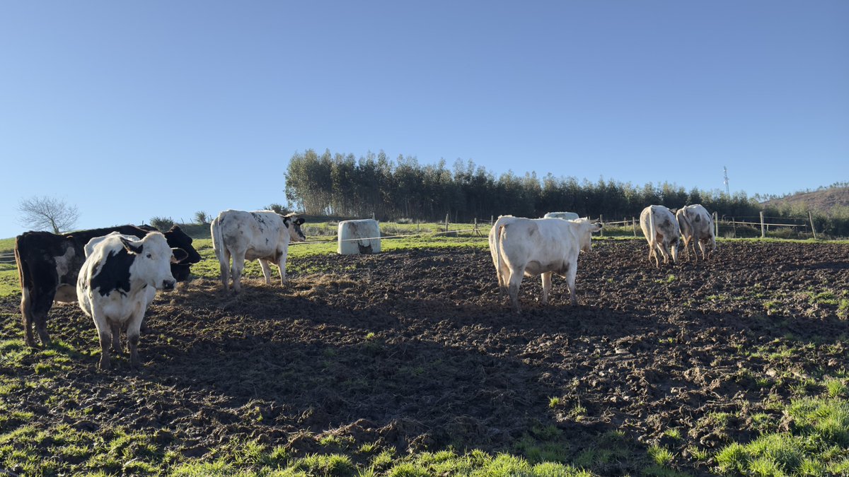 HerrerosLaiene's tweet photo. Estas vacas no se tocan y de momento siguen en el santuario 🙌🙌💚💚🙌🙌💪💪. El camión se ha ido por donde había venido y vacío. Batalla ganada pero no la guerra. Ahora hay q esperar a ver si la jueza sigue adelante con este despropósito y vuelve a la carga en unos días. Pero estas vacas no se tocan y ahí estaremos para gritarlo bien alto todas las veces que haga falta. Hoy hacia un friooo tremendo pero nos da igual. Estas vacas no se tocan. Punto