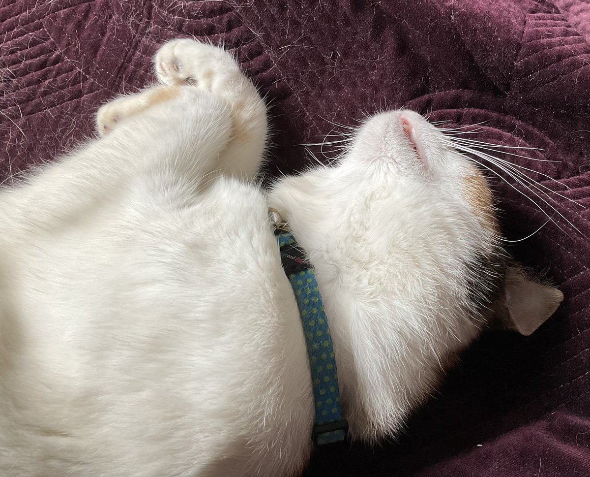 Happy #whiskerswednesday pals! Sending you all sum luv &amp; pawsitivity! Hugs for angel 😇 Olly &amp; Al <a href="/AlanSla90124663/">Olly the Cat, Monarch of The Moglets. RIP Maximus.</a> &amp; whiskery kisses for my Tigger <a href="/Charcoalgm13924/">Tigger, Charcoal and Zuko</a> #CatsOfTwitter #CalicoCrew #KindnessMatters