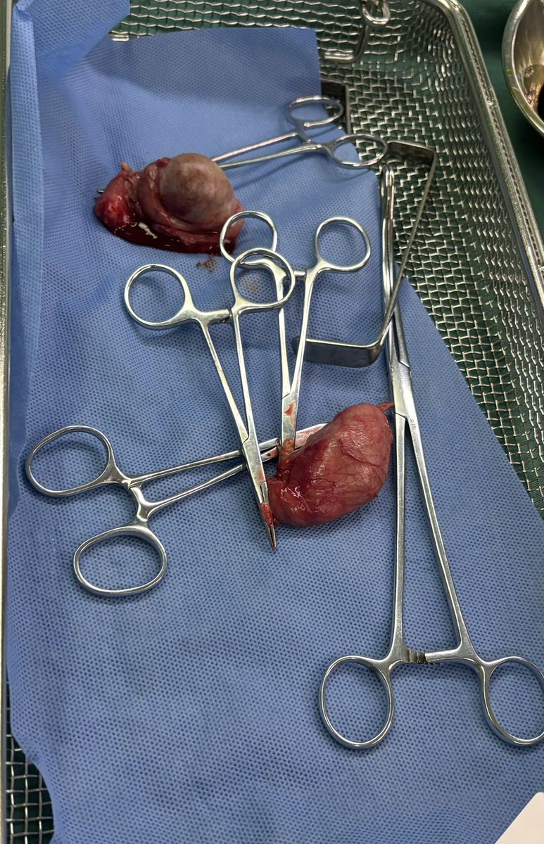 技术没问题，不过还是不太喜欢做这个。被一小奴求了好久。#阉割#奴
还是寻一听话的狗狗。#狗