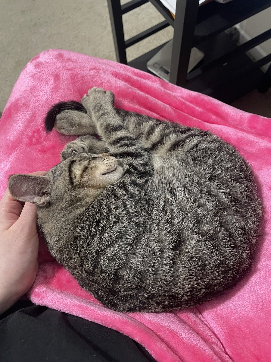 📍 SF BAY AREA

Really not sure why Monster Biscuit isn't getting applications - this is probably the sweetest, most affectionate kitten I've EVER fostered. All he wants is to be with you, purr, and make biscuits 🥹

Looking for a perfect lil stripey guy? friendsofbearcatrescue.org/adopt