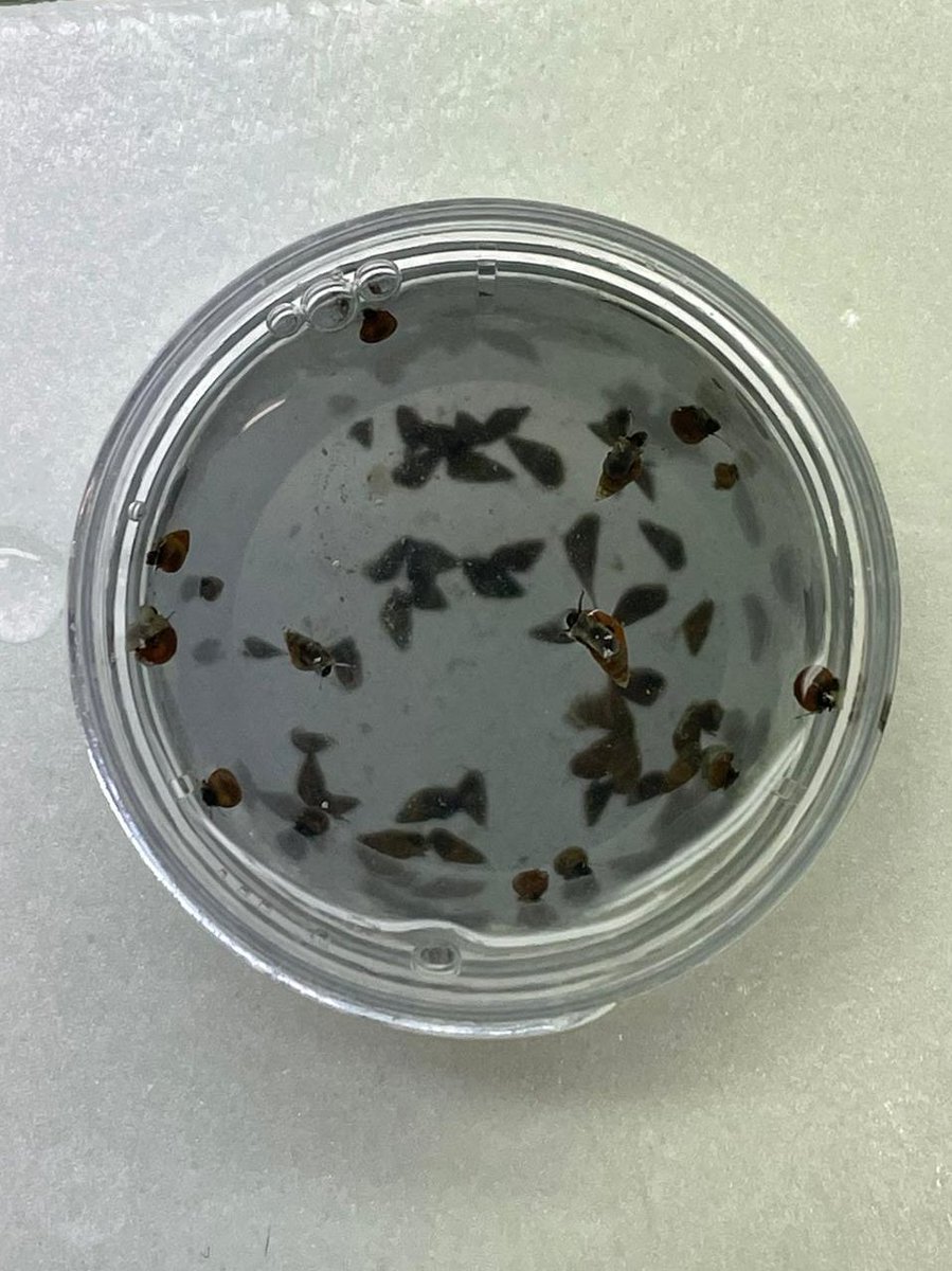 This week, we aim to obtain #cercariae from #Hydrobia spp. and #Littorinalittorea snails 🐌. To induce emission, we subject the snails to a temperature shock 🥵🥶 using water baths and then monitor for cercarial release.

See much more about it here: untie.web.ua.pt