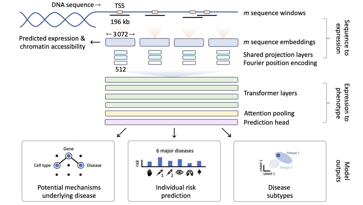 BiologyAIDaily's tweet photo. Multi-megabase scale genome interpretation with genetic language models

1. Introducing Phenformer, a pioneering genetic language model designed for direct genome-to-disease interpretation. Phenformer connects DNA sequences to disease-relevant expression changes across cell types and tissues at an unprecedented scale of 88 million base pairs.

2. Unlike traditional genome-wide association studies, Phenformer integrates whole-genome sequences without requiring experimental data, improving disease risk predictions and uncovering molecular mechanisms.

3. Phenformer outperforms existing methods by aligning its predictions more closely with scientific literature, offering insights into poorly understood disease mechanisms like liver disease in psoriasis patients and complications in type 1 diabetes.

4. The model excels in diverse populations, demonstrating improved generalizability over current polygenic risk scores (PRS). Phenformer enriches PRS methods, boosting prediction accuracy in both mixed and non-European ancestries.

5. A novel approach to disease subtyping: Phenformer identifies molecular subtypes, shedding light on genetic variation-driven differences in disease mechanisms, enhancing precision medicine capabilities.

6. Technological advancements: By leveraging transformer-based architectures and multi-scale data integration, Phenformer processes a genome's sequence context more comprehensively than other genetic models.

7. Ethical considerations are critical. Phenformer addresses biases inherent in genomic data and seeks to ensure equitable healthcare outcomes across diverse genetic backgrounds.

8. Future potential: Scaling Phenformer to cover larger genome fractions could further enhance its predictive power, paving the way for breakthroughs in personalized medicine and genomic interpretation.

@schwabpa @deboramarks @DeboraMarksLab @bschoelkopf @arashmeh @NotinPascal @f_traeuble
📜Paper: https://t.co/jM89EIOkee
#genomics #deeplearning #AI #healthtech #precisionmedicine #Phenformer