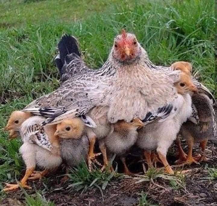 Kene_Nnewi's tweet photo. Di -Okpala!!!!

You as the 1st son of your father don't only inherit the material possessions but also the spiritual possessions.

For all the forces of your ancestral land who was never in good omen with your father will start from where they stopped when your father is no more. https://t.co/uqip1BF7qA