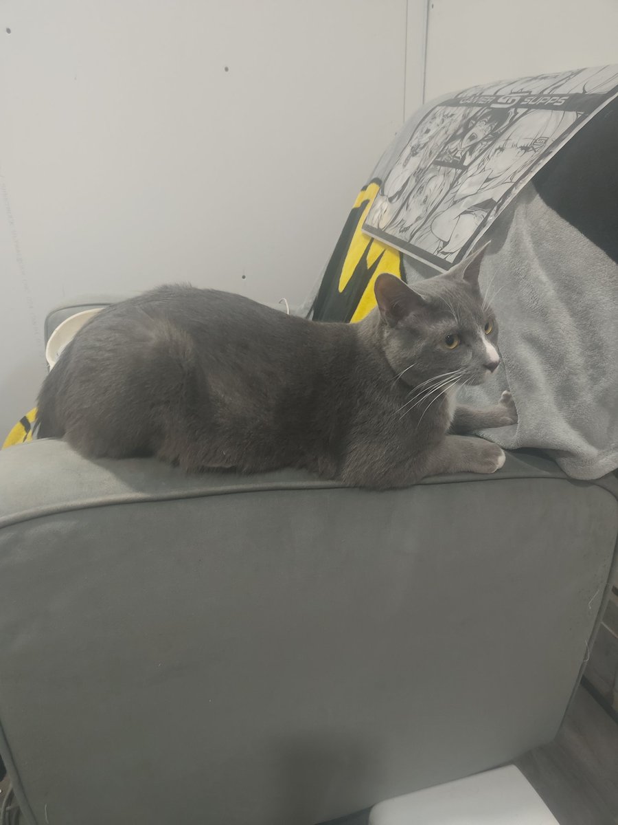 EmptyBacon's tweet image. Cat. By law, you must like. If I catch up not liking this, I'll ban you. 

Trust me, my uncle's friend's dad works at Nintendo and I can do this.