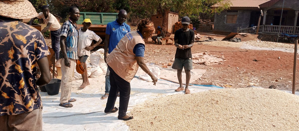 PapeurCar's tweet photo. Le Coordonnateur du @PAPEUR Rural aux cotés des coopératives durant les opérations d'egrenage du maïs produit par les coopératives soutenues par le programme. @GouvCF @UEenRCA @ITCnews https://t.co/wn7ISm4WRM