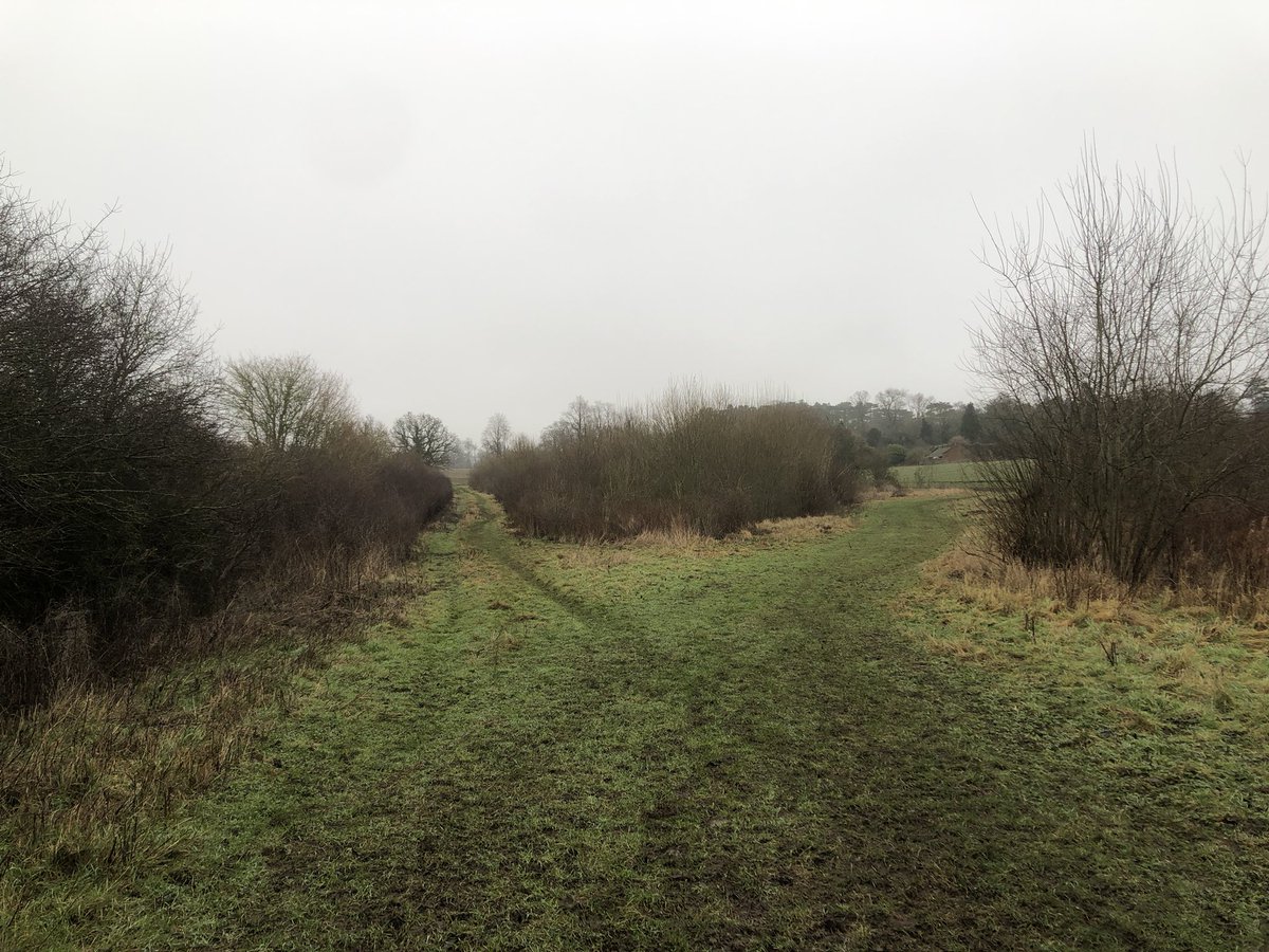 One for the #hertsbirds hive mind. Walking dog at lunchtime and she flushed a Woodcock/Snipe from this small area of woodland. I’ve never seen WC before, and never seen a Snipe in this area (of farmland just outside Ware). Which is the more likely to have been seen? <a href="/Hertsbirds/">Herts Bird News</a>
