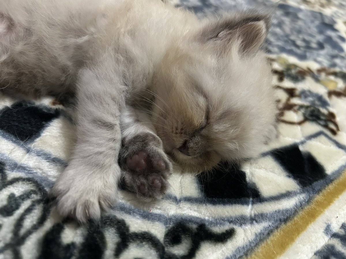 lifelessnone's tweet photo. Baru berasa mo nanges bgt. Biasanya balek kerja capek main dulu sama ndud ☹️☹️☹️☹️ https://t.co/asm9nvbaA0