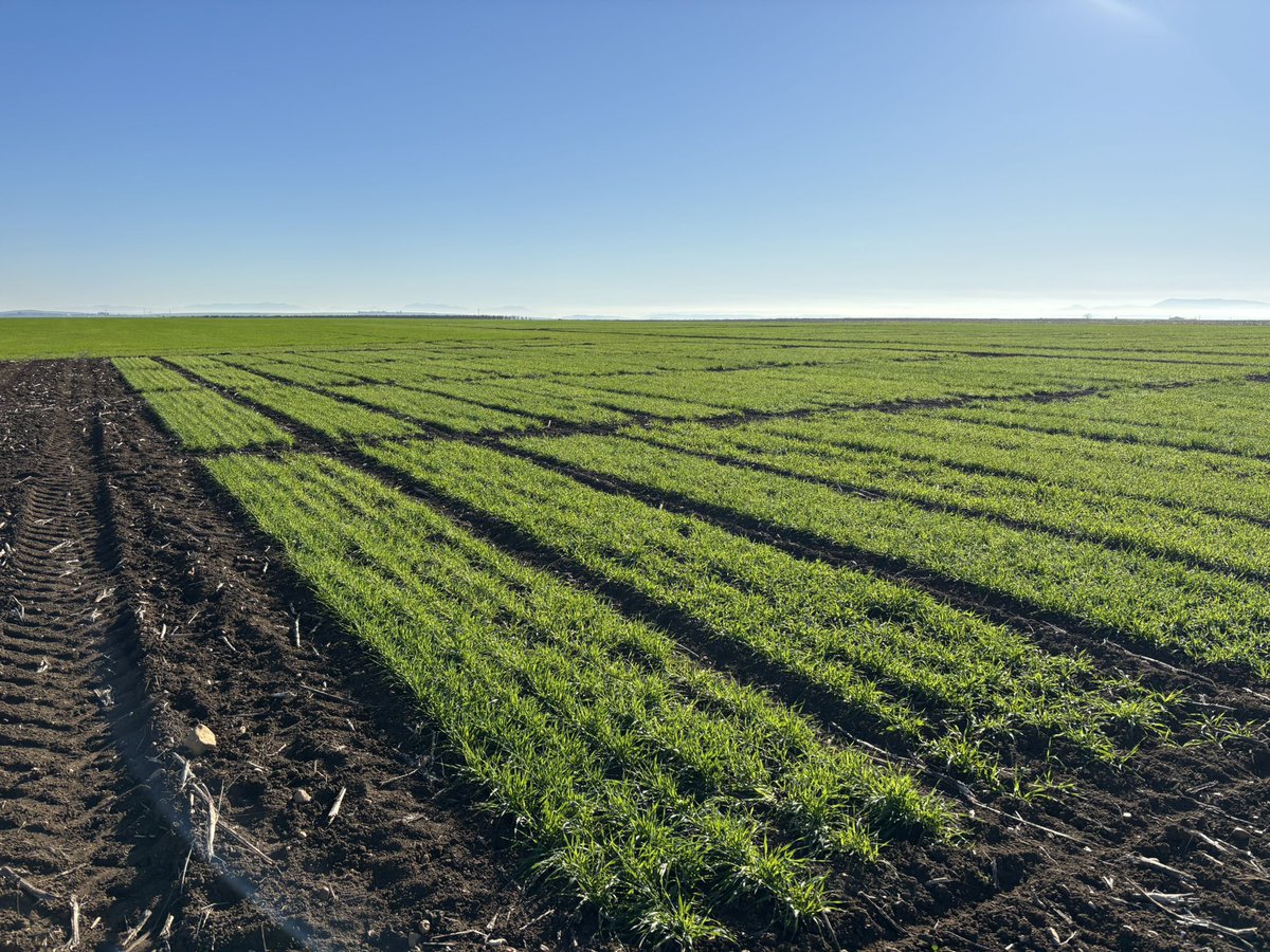 Ensayos de valor agronómico de habines y cebadas en <a href="/CoesagroEcija/">Coesagro</a> incluyendo las nuevas variedades de <a href="/AgrovegetalSA/">Agrovegetal SA</a> en proceso de registro.